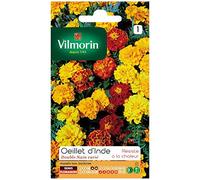 Vilmorin - Oeillet d'inde double nain varié