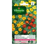 VILMORIN Oeillet d'Inde miniature varié Tagetes signata