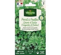 Vilmorin Persil Commun Géant d'Italie | Herbe aromatique, feuilles plates parfumées, géant d'Italie, culture en pot, exposition mi-ombre
