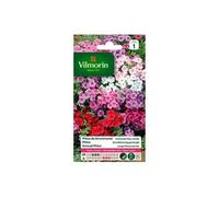 vilmorin phlox de drummond a grande fleur varié