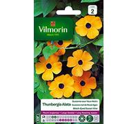 Vilmorin 5809542 Plante grimpante Jaune 9 x 0,5 x 16 cm