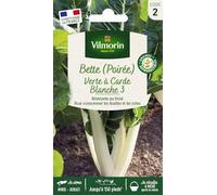 VILMORIN Poiree verte a carde blanche