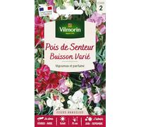 VILMORIN Pois de senteur Buisson mix Vilmorin série 2