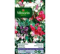 Vilmorin - Pois de senteur Buisson varié (massifs hauts)