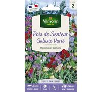 VILMORIN-Graines de Pois de senteur Galaxie varié Vilmorin - graines à semer