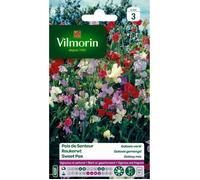 VILMORIN Pois de senteur Galaxie varié