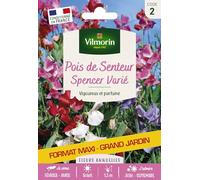 Vilmorin Pois de senteur Spencer mix grand modèle Série 2