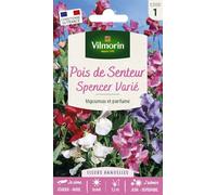Graines - Vilmorin - Pois de Senteur Spencer Varié