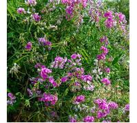 Vilmorin 5630142 Pois vivace varie Multicolore 9 x 0,5 x 16 cm