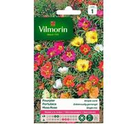 Pourpier Simple Varié