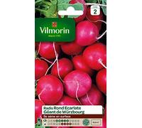 Vilmorin Radis Rond Ecarlate Géante de Wurtzbourg