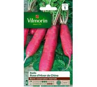 Radis Rose d'Hiver de Chine