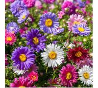 Graines - Vilmorin - Reine-Marguerite Simple Variée