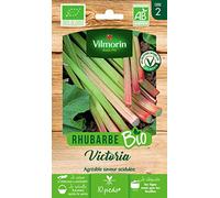 Vilmorin – Semences – Rhubarbe Victoria Bio – Saveur acidulée, très bonne qualité gustative