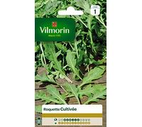 Graines - Vilmorin - Roquette cultivée