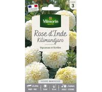 Vilmorin Rose Inde Kilimandjaro | FLeur blanche, Floraison abondante, Variété vigoureuse, Utile potager, Grandes fleurs, Facile à cultiver
