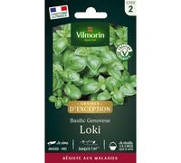 VILMORIN-Sachet de semences potagères graines de basilic genovese loki