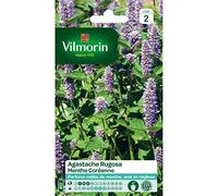 Vilmorin - Sachet graines Agastache Rugosa - Menthe Coréenne
