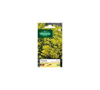 Vilmorin - Sachet graines Alysse Corbeille d'or