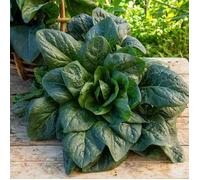 Chicorée à Feuilles Grumolo Verde - Cuisine du Monde