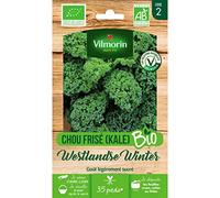 Vilmorin - Sachet graines Chou Frisé (KALE) Westlandse Winter BIO - Brassica oleracea var. sabellica