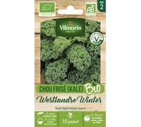 Vilmorin - Sachet graines Chou Frisé (KALE) Westlandse Winter BIO - Brassica oleracea var. sabellica