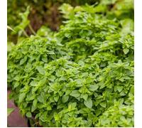 Basilic Fin Vert Compact