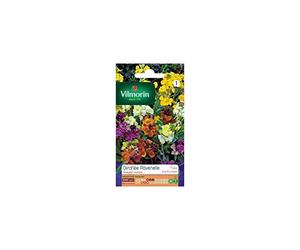 Vilmorin - Sachet graines Giroflée Ravenelle simple variée