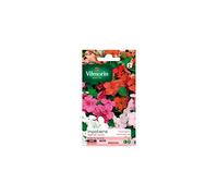 Vilmorin - Sachet graines Impatiens Hybride varié
