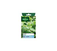 Vilmorin – Menthe poivrée, plante aromatique – Idéale pour cocktails et salades, fort développement