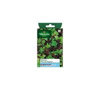 Vilmorin - Sachet graines Mesclun doux sans roquette