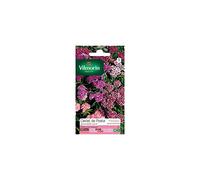 Vilmorin - Sachet graines Oeillet de poète Hirondelle varié