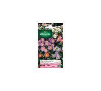 Vilmorin - Sachet graines Reine Marguerite Madeleine variée