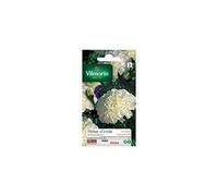 Vilmorin - Sachet graines Rose d'inde Kilimandjaro