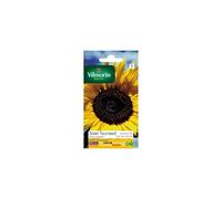 Vilmorin - Sachet graines Soleil tournesol fleur géante