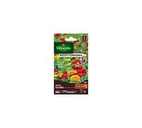 Vilmorin - Sachet graines Zinnia Graffiti
