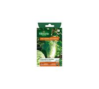 VILMORIN - Sachet Petits Modèles - Chicorée Améliorée pain de sucre