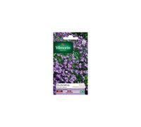 VILMORIN Aubrietia Roi des bleus