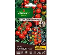 Vilmorin - Tomate Harmony - variété précoce - vigoureuse - rendement jusqu'à 2 à 4 kg par Pied- Type Cocktail - Chair juteuse et savoureuse - résistante aux Maladies - Idéale pour l'apéro