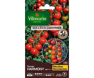 Vilmorin - Tomate Harmony - variété précoce - vigoureuse - rendement jusqu'à 2 à 4 kg par Pied- Type Cocktail - Chair juteuse et savoureuse - résistante aux Maladies - Idéale pour l'apéro