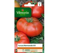 Vilmorin - Tomate Marmande - Variété précoce - Gros Fruit côtelés - Chair parfumé et fruitée - rendement jusqu'à 2 à 4 kg par Pied -Résistante au verticillium - idéal pour Les farcis