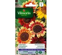 VILMORIN Tournesol Beauté d’automne