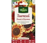 VILMORIN Tournesol beauté d'Automne Vilmorin série 1