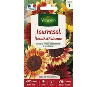VILMORIN-Tournesol Beauté d'Automne Vilmorin - graines à semer