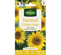 VILMORIN-Tournesol Golder Hedge Vilmorin - graines à semer