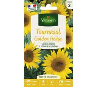 VILMORIN-Tournesol Golder Hedge Vilmorin - graines à semer