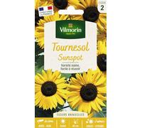 Vilmorin Tournesol nain Sunspot série 2