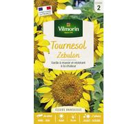 Vilmorin Tournesol Zébulon Fleur