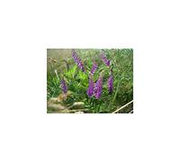 Vilmorin - Vesce Engrais vert 500gr Vilmorin - 100m2
