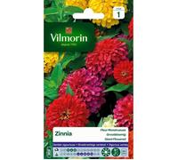 VILMORIN Zinnia a fleur monstrueuse varie